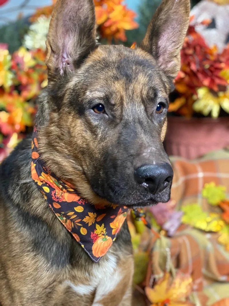 Awesome  Boris Karloff thumbnail 4