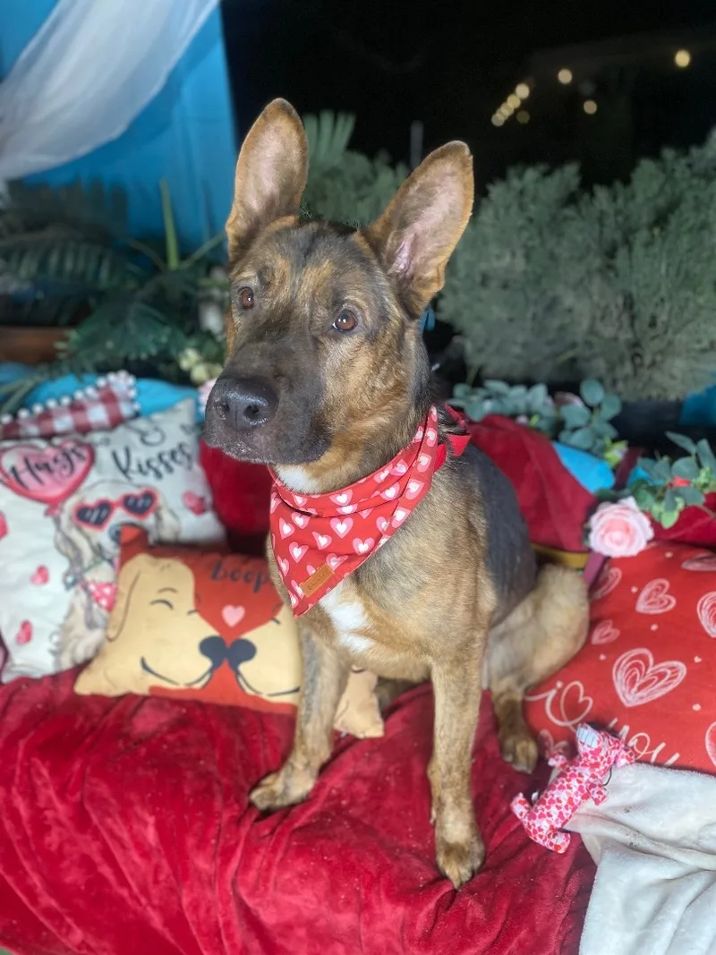 Awesome  Boris Karloff thumbnail 5