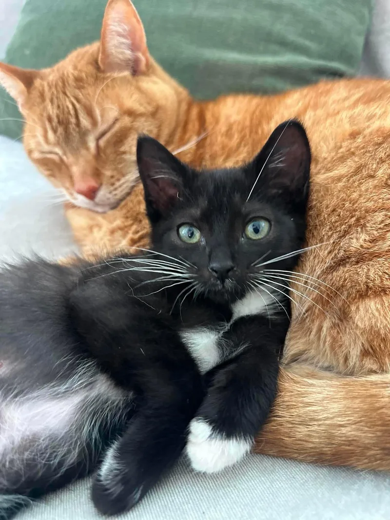 A baby medium-sized male Black & White / Tuxedo Tuxedo cat named Walter for adoption in Columbia, SC
