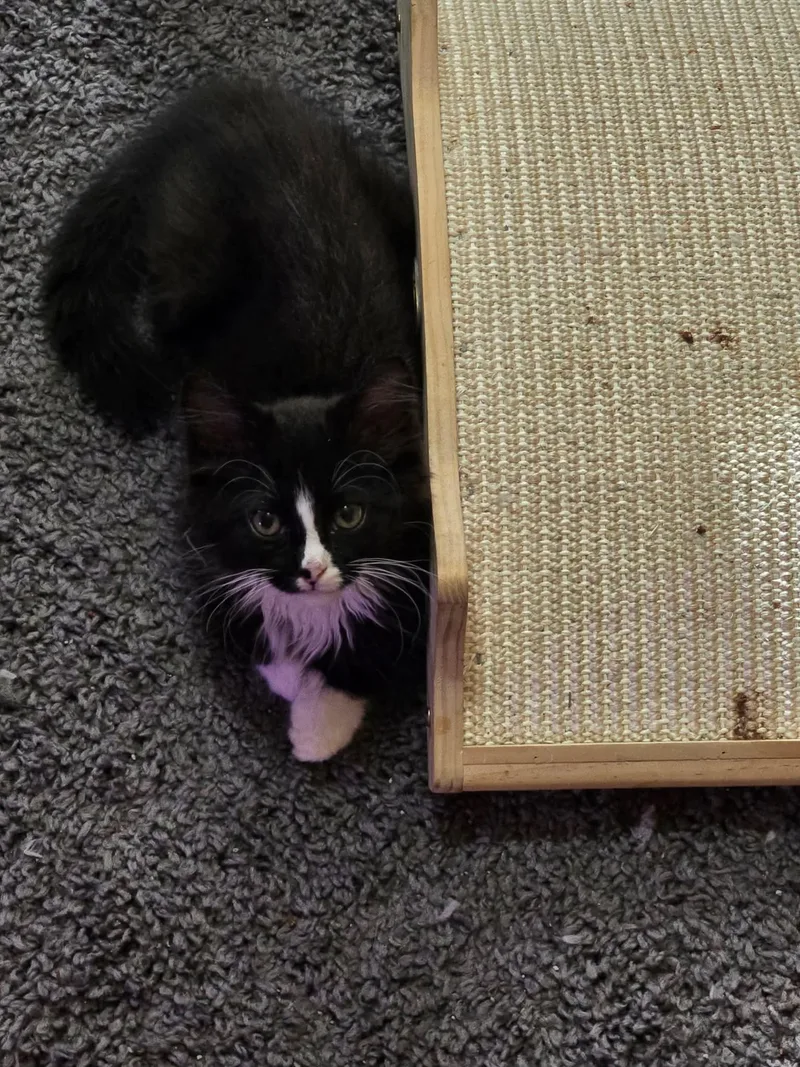 A baby medium-sized male Black & White / Tuxedo Domestic Medium Hair cat named Carter for adoption in hinckley, IL