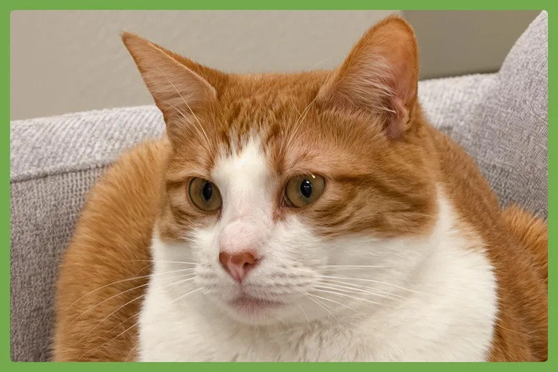 Chester thumbnail 4