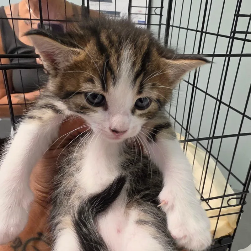 A baby small-sized female Domestic Medium Hair cat named Posie for adoption in Leander, TX