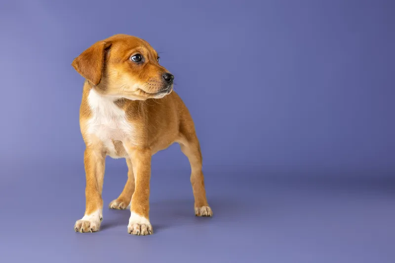 A baby medium-sized female Golden Australian Shepherd dog named Spicy Girl for adoption in Simsbury, CT