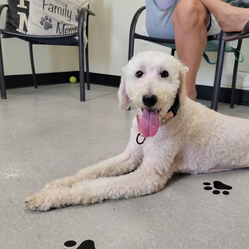 An adult medium-sized female Yellow / Tan / Blond / Fawn Poodle dog named Lizzy for adoption in La Grange, KY
