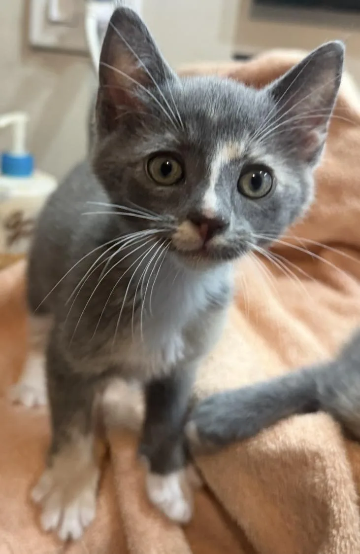 A baby small-sized female Gray / Blue / Silver Dilute Tortoiseshell cat named LucyVanpelt Peanuts for adoption in Chandler, AZ