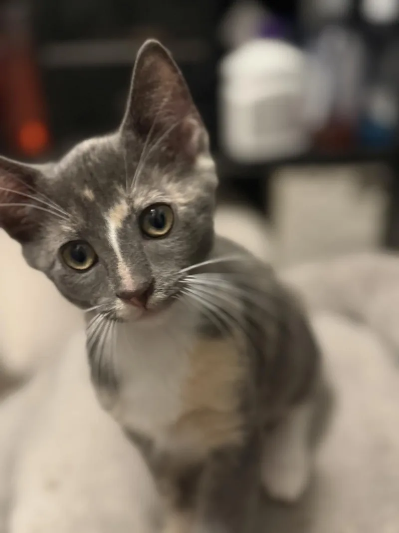 LucyVanpelt Peanuts thumbnail 2