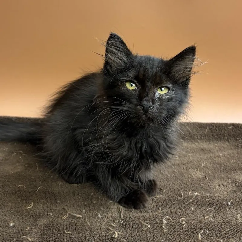 A baby small-sized male Black Domestic Long Hair cat named Night Fury for adoption in San Antonio, TX