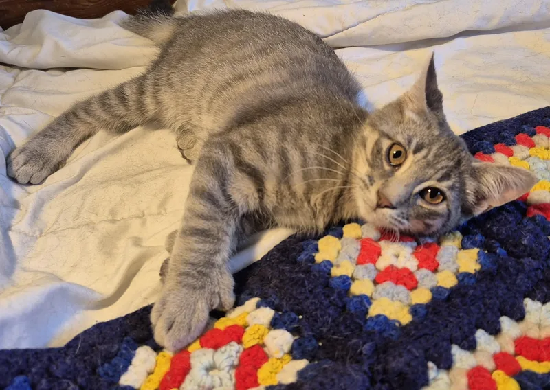 No Kidding thumbnail 5