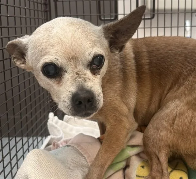 A senior small-sized male Chihuahua dog named Lawrence for adoption in Tucson, AZ