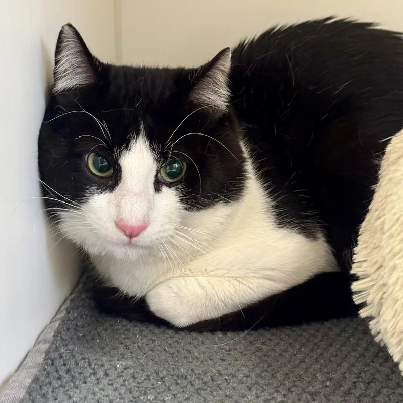 An adult large-sized male Black Domestic Short Hair cat named Dallas for adoption in Long Beach, CA