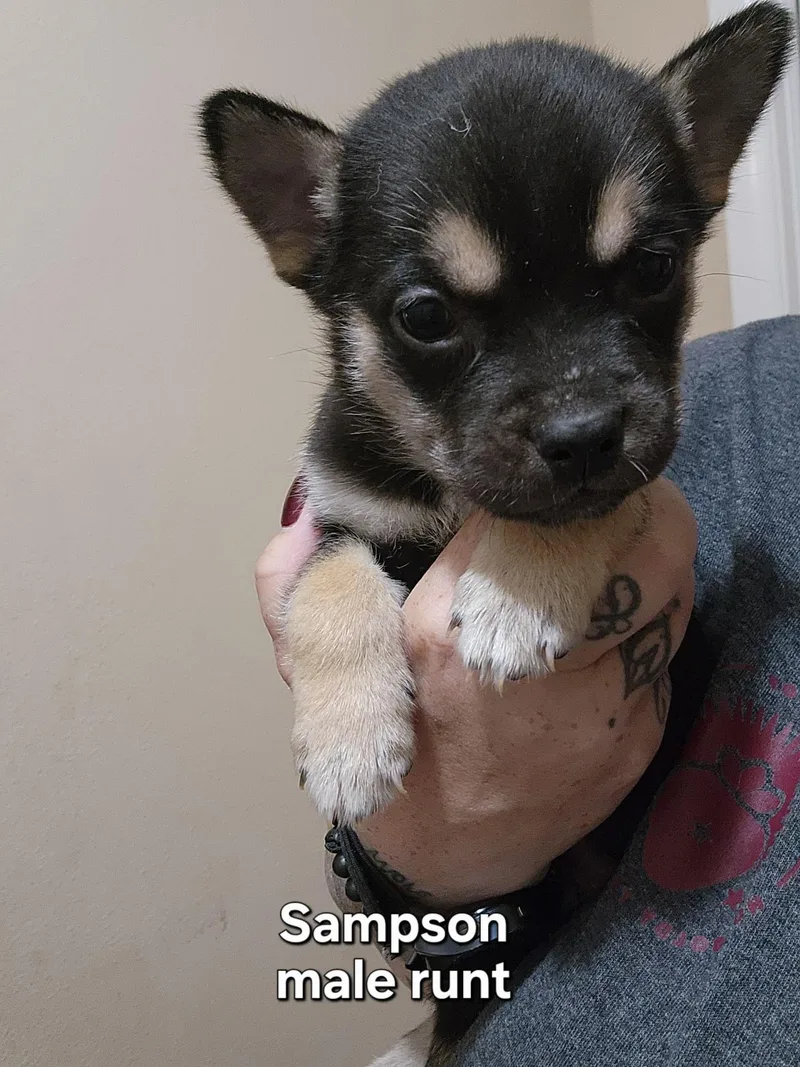 Sampson
