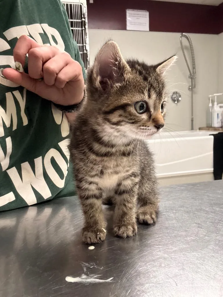 A baby medium-sized female Domestic Short Hair cat named Gingerbread for adoption in Fall River, MA