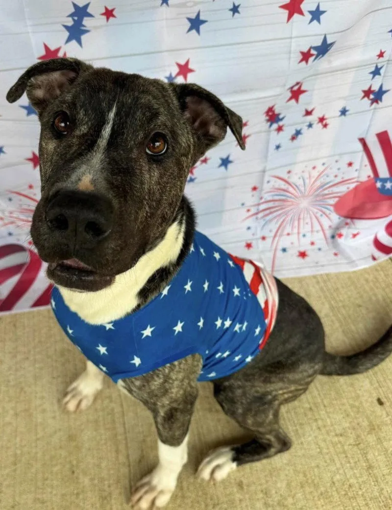 An adult medium-sized male Pit Bull Terrier dog named Earl Greyer for adoption in Germantown, OH