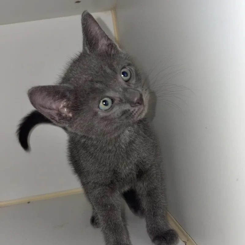 A baby medium-sized male Gray / Blue / Silver Domestic Short Hair cat named Rocky for adoption in Wiggins, MS