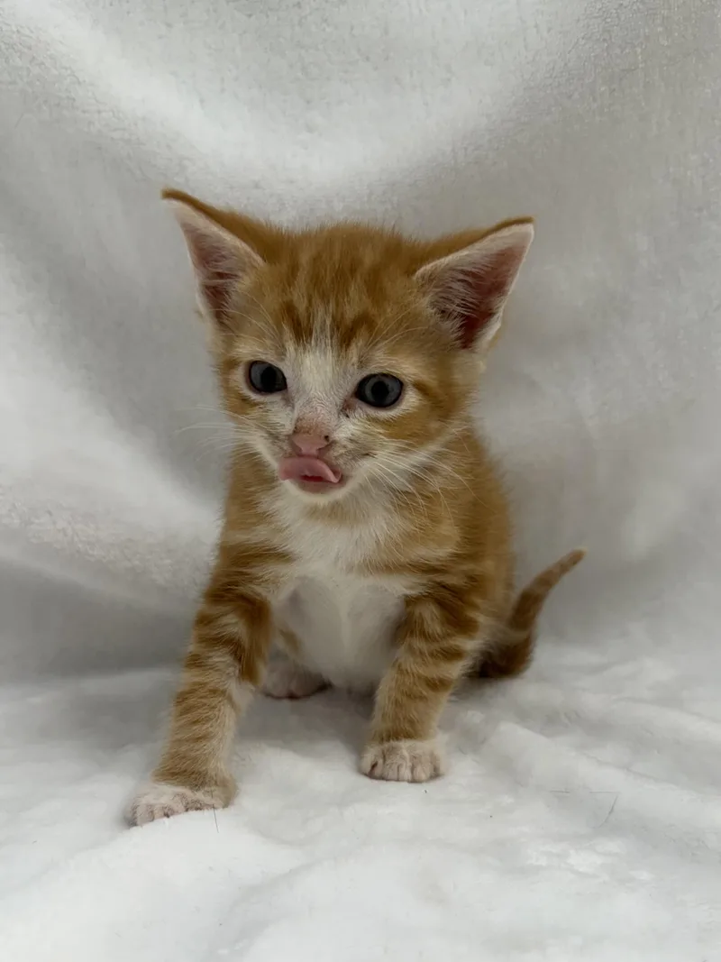 A baby medium-sized male Tabby (Orange / Red) Domestic Short Hair cat named Nougat for adoption in Greensboro, NC