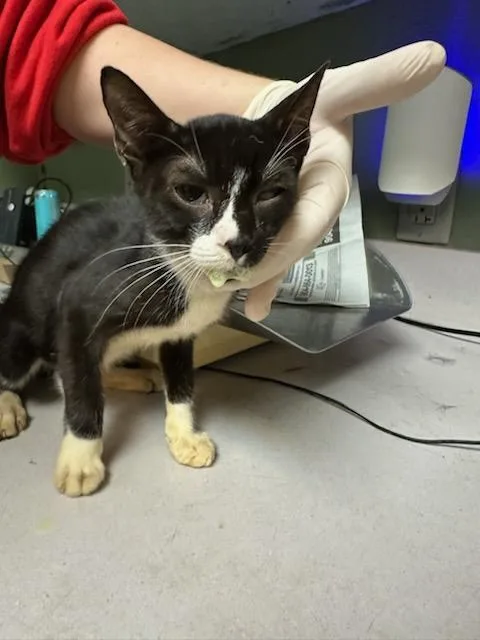 A baby small-sized female Domestic Short Hair cat named Dumpster Earl for adoption in Jacksonville, FL
