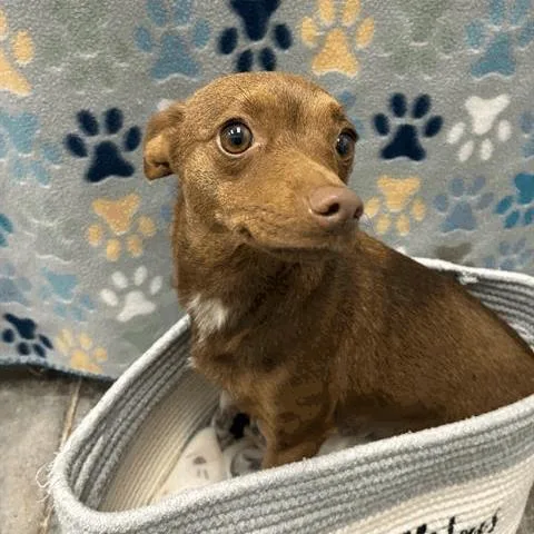 A young small-sized female Brown / Chocolate Chihuahua dog named Jill for adoption in Houston, TX