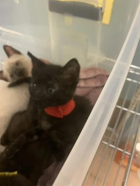 A baby medium-sized female Domestic Short Hair cat named Fran for adoption in San Jose, CA