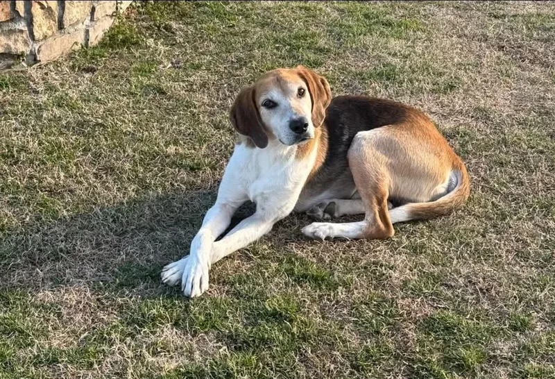 A young medium-sized male Tricolor (Brown, Black, & White) Hound dog named Atlas for adoption in Macclesfield, NC