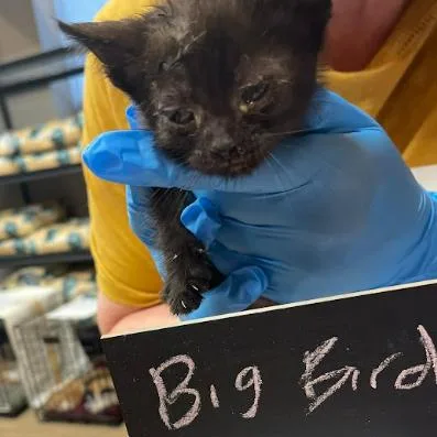 A baby small-sized female Black Domestic Short Hair cat named Nessie C for adoption in Princeton, MN