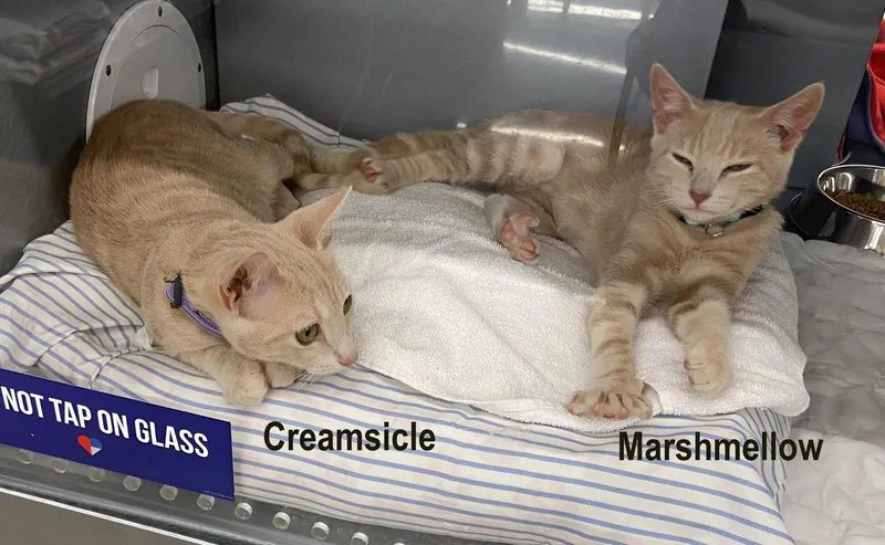 A baby medium-sized male Tabby (Buff / Tan / Fawn) Tabby cat named Marshmellow & Creamsicle for adoption in Greenville, DE