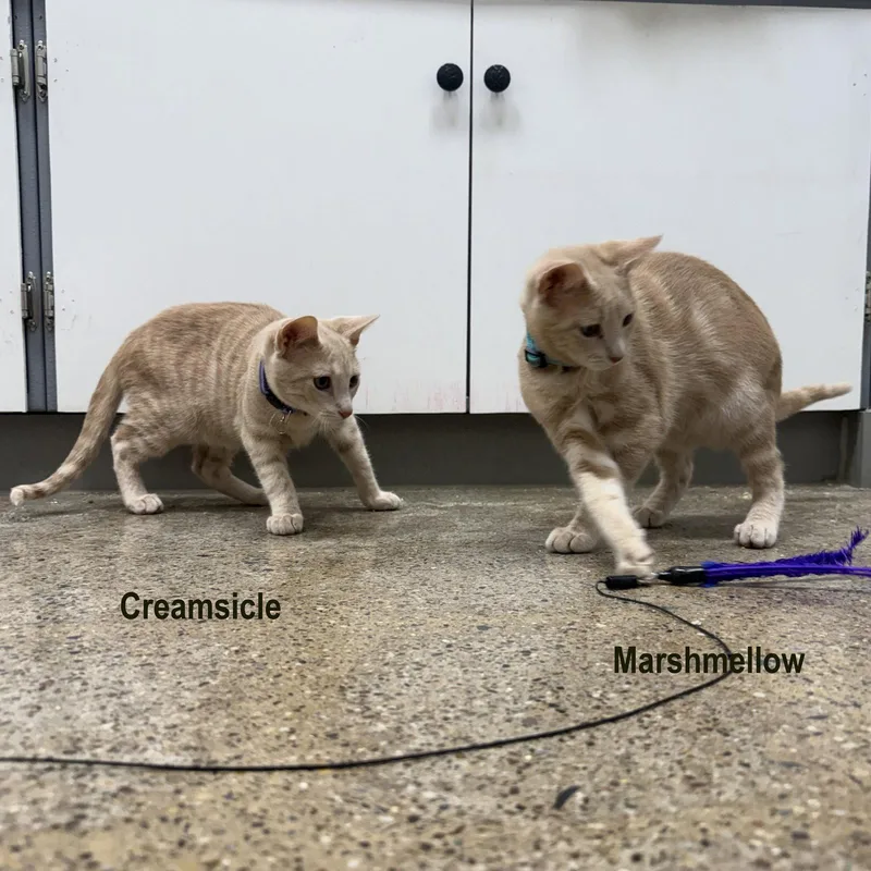Marshmellow & Creamsicle thumbnail 2