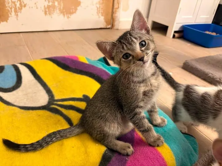 A baby medium-sized male Domestic Short Hair cat named Flick for adoption in Chesapeake Beach, MD