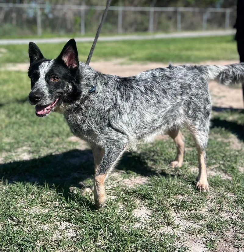 Rosey Baby thumbnail 4