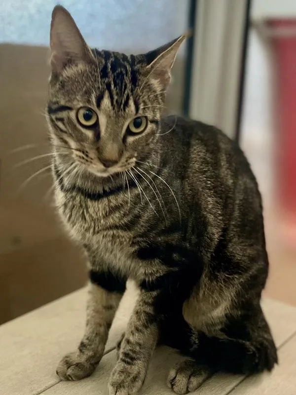 An adult small-sized male Domestic Short Hair cat named Max for adoption in Austin, TX