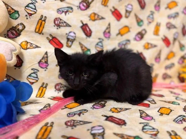 A baby small-sized male Domestic Short Hair cat named Midnight for adoption in Fairfield, CA