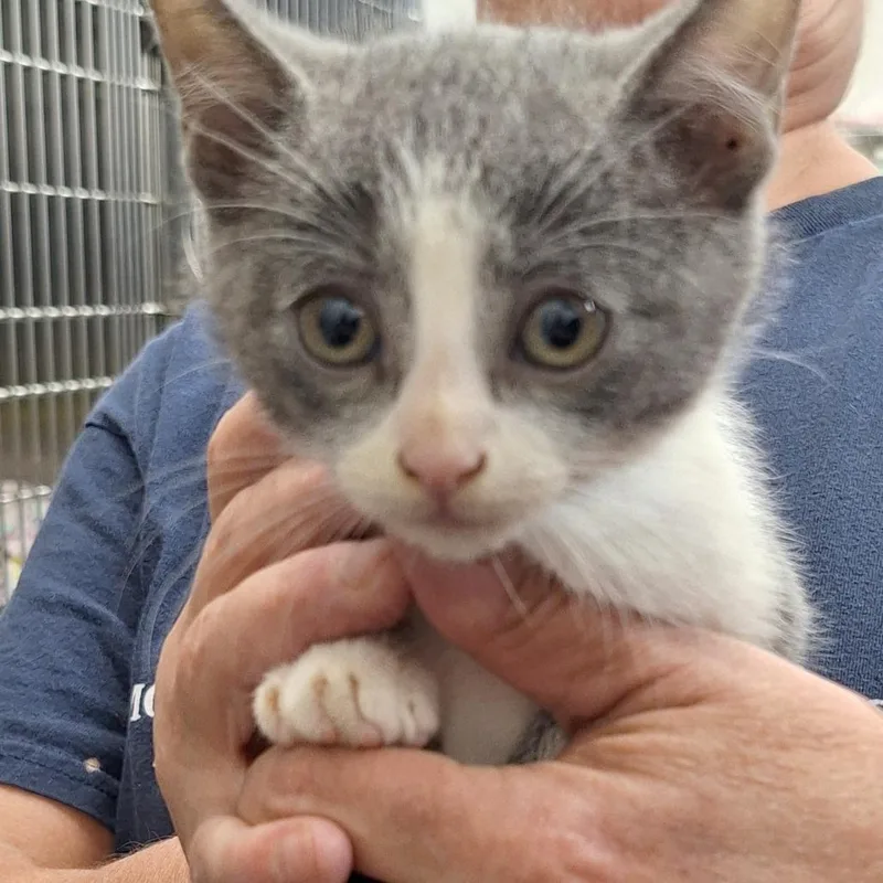 A baby small-sized male White Domestic Short Hair cat named Jacks for adoption in Montgomery, AL