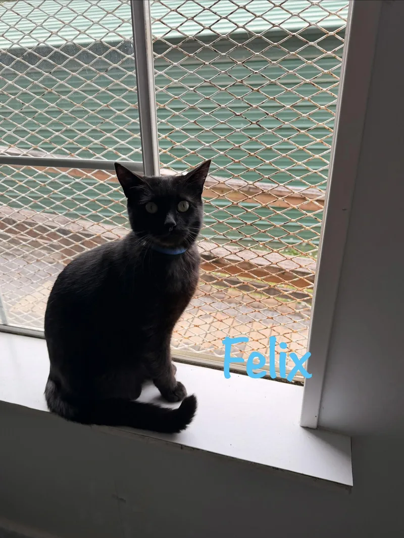 An adult medium-sized male Black Domestic Short Hair cat named Felix for adoption in Crescent City, CA