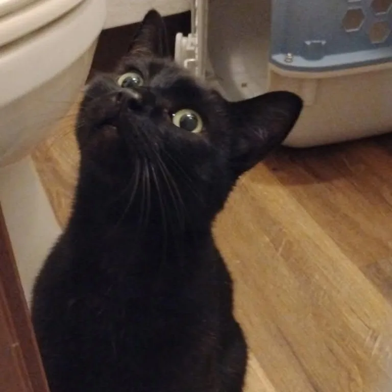 Felix thumbnail 2