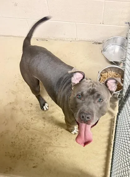 An adult large-sized male American Staffordshire Terrier dog named Chopo for adoption in South Bend, IN