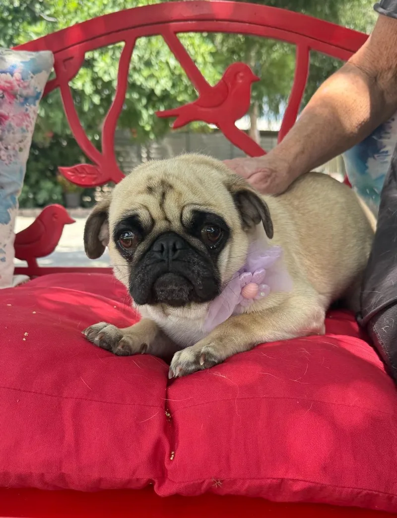 A young small-sized female Yellow / Tan / Blond / Fawn Pug dog named Precious for adoption in Temecula, CA