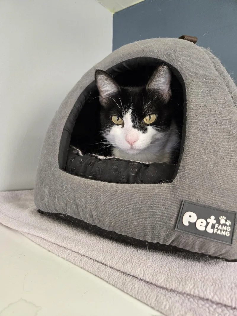 An adult large-sized female Domestic Short Hair cat named Izzy for adoption in Evergreen, CO