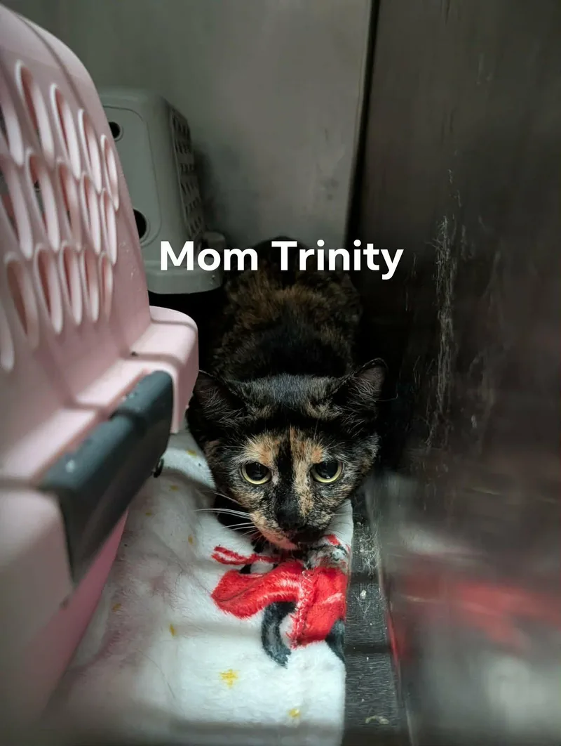 A young medium-sized female Domestic Short Hair cat named Mama Trinity for adoption in Detroit Lakes, MN