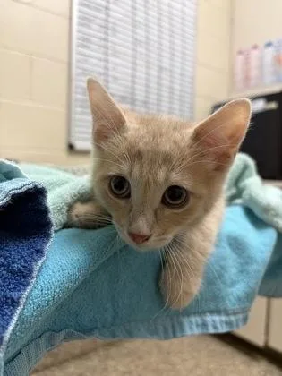 A baby small-sized male Domestic Short Hair cat named Cleric for adoption in Westland, MI