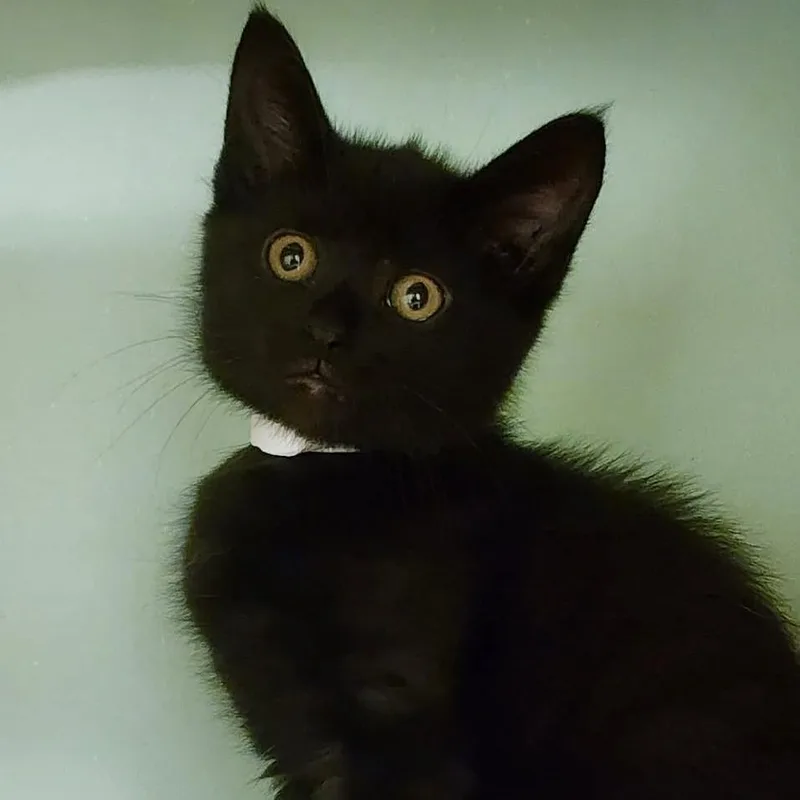 A baby small-sized male Black Domestic Short Hair cat named Shakespeare for adoption in Shinnston, WV