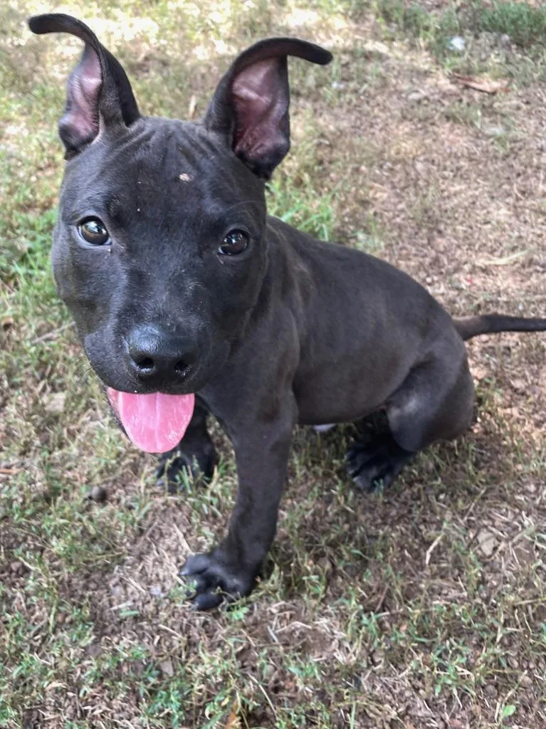 A baby medium-sized male Terrier dog named Caesar for adoption in Fort Mill, SC