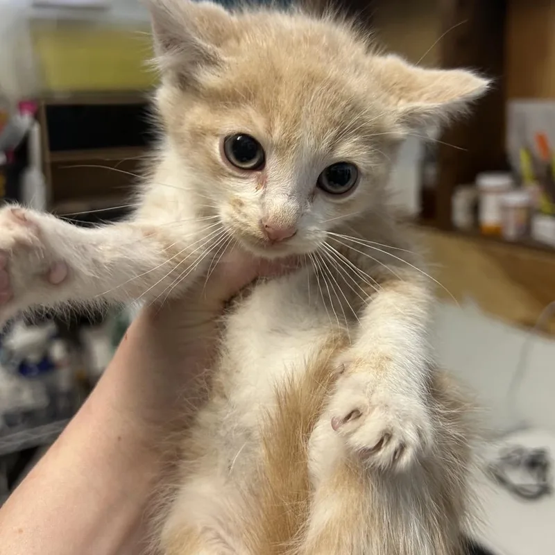 A baby small-sized male Buff / Tan / Fawn Domestic Short Hair cat named Copper for adoption in Point Richmond, CA