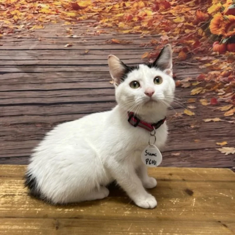 A baby small-sized female Domestic Short Hair cat named Sumi for adoption in Normal, IL