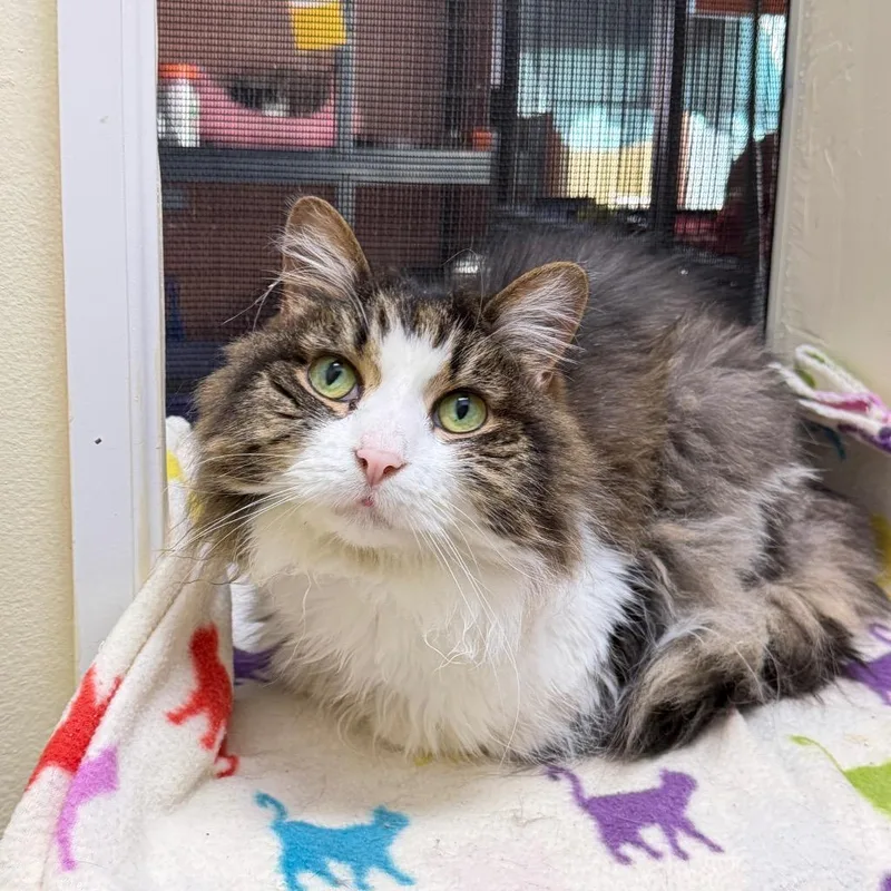 A senior medium-sized female Domestic Long Hair cat named Daisy for adoption in Battle Creek, MI