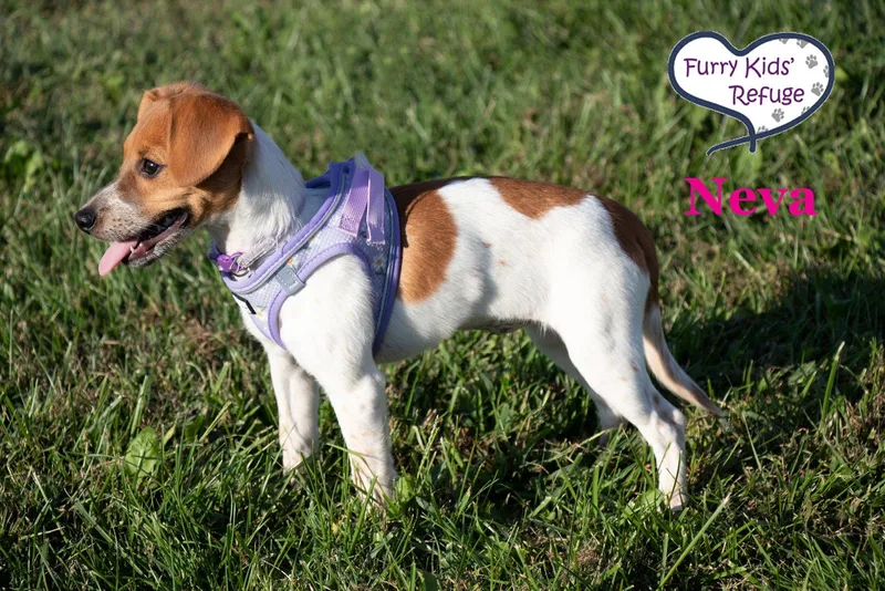 A baby small-sized female Beagle dog named Neva for adoption in Lee's Summit, MO