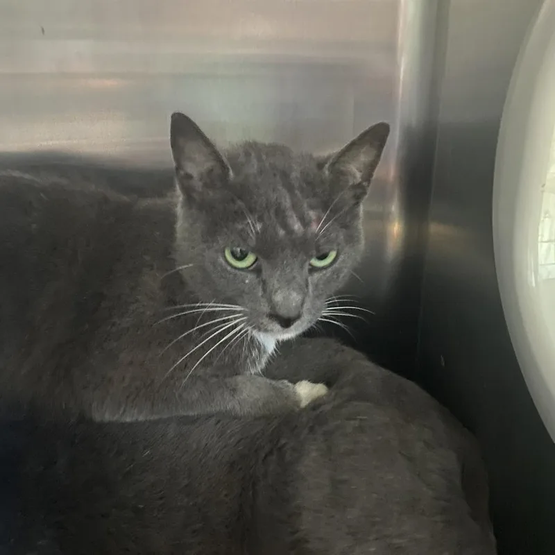 A young small-sized female Gray / Blue / Silver Domestic Short Hair cat named Zaphyra for adoption in Spruce Pine, NC