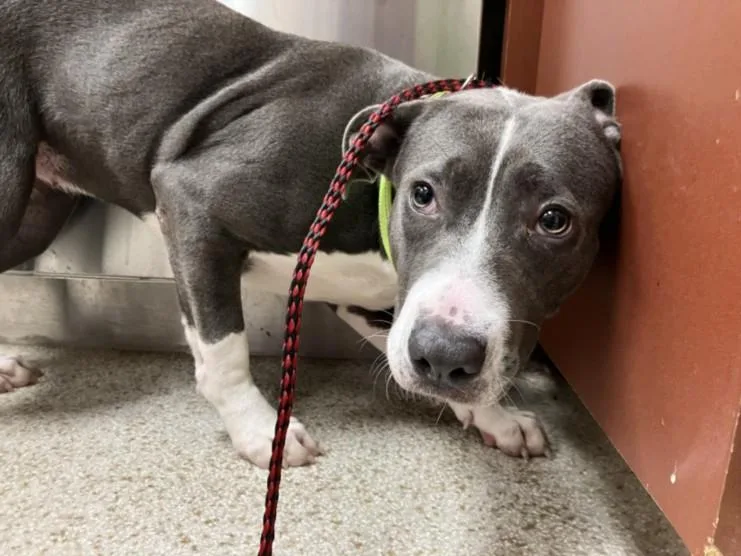 A young medium-sized female Pit Bull Terrier dog named Bucket for adoption in Chapel Hill, NC