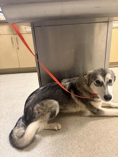 A young medium-sized female Husky dog named A for adoption in Riverside, CA