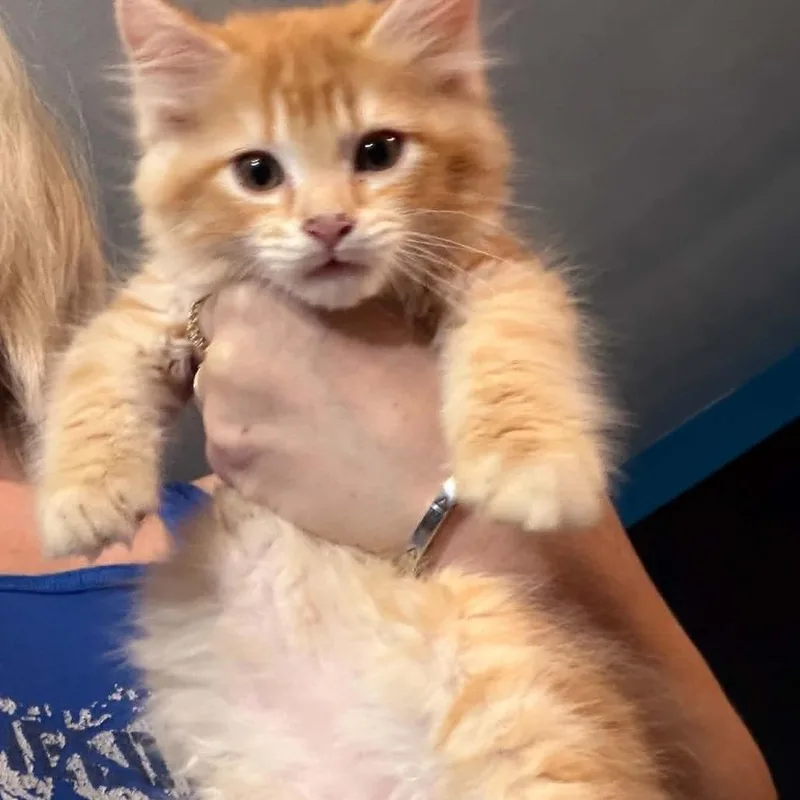 A baby small-sized male Domestic Medium Hair cat named Beaker for adoption in Edwards, IL
