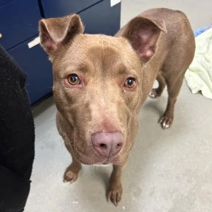 An adult large-sized female Mixed Breed dog named Willow for adoption in Merriam, KS