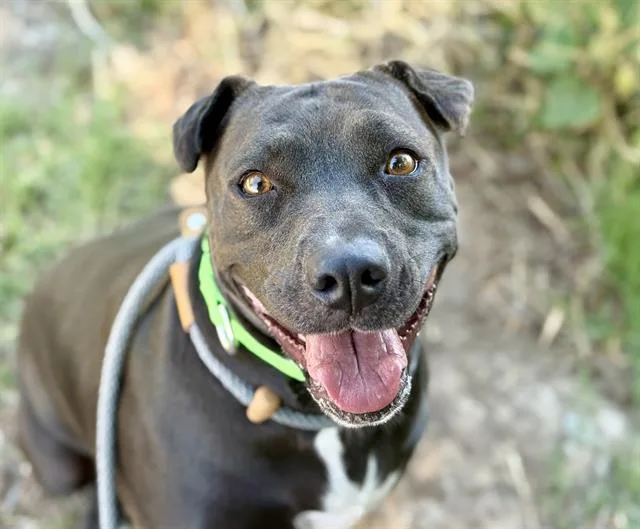 An adult medium-sized female Shar-Pei dog named Luna Marie for adoption in Tucson, AZ